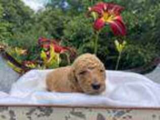 Goldendoodle Puppy for sale in Lansing, NC, USA
