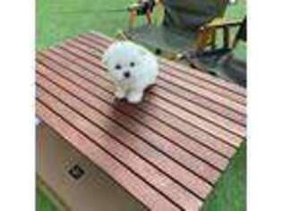 Bichon Frise Puppy for sale in Cherokee, NC, USA