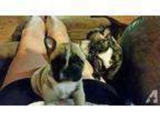 French Bulldog Puppy for sale in BOWLING GREEN, MO, USA