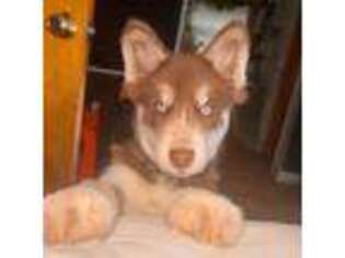 Siberian Husky Puppy for sale in Woodridge, NY, USA