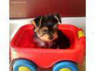 Yorkshire Terrier Puppy for sale in Peru, IN, USA