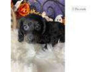 Dachshund Puppy for sale in Fort Smith, AR, USA