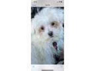 Maltese Puppy for sale in Vernon Hills, IL, USA