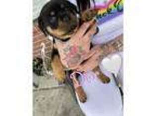 Rottweiler Puppy for sale in Peekskill, NY, USA
