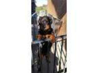 Rottweiler Puppy for sale in Tehachapi, CA, USA