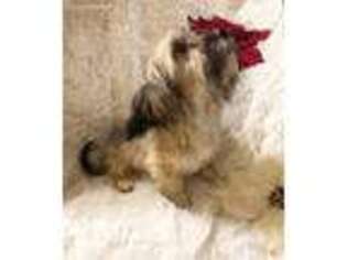 Coton de Tulear Puppy for sale in Gulfport, MS, USA