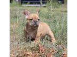 French Bulldog Puppy for sale in Arnold, NE, USA