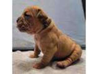 Olde English Bulldogge Puppy for sale in Center Barnstead, NH, USA