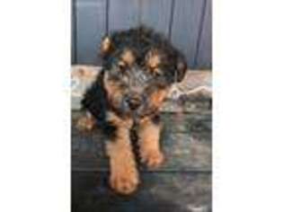 Welsh Terrier Puppy for sale in Vincent, OH, USA