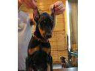 Doberman Pinscher Puppy for sale in Kingston, OH, USA