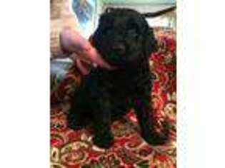 Goldendoodle Puppy for sale in Larsen, WI, USA