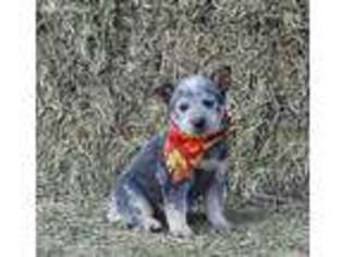 Australian Cattle Dog Puppy for sale in Denver, CO, USA