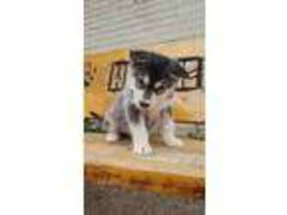 Alaskan Malamute Puppy for sale in Tucson, AZ, USA