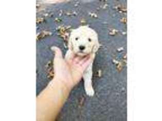 Mutt Puppy for sale in Stanhope, NJ, USA