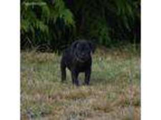 Cane Corso Puppy for sale in Waldport, OR, USA
