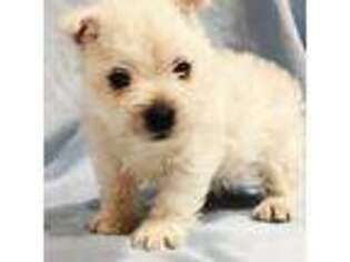 West Highland White Terrier Puppy for sale in Phillipsburg, MO, USA