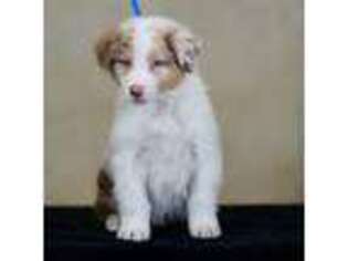 Australian Shepherd Puppy for sale in Herriman, UT, USA