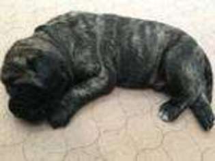 Mastiff Puppy for sale in Coxs Creek, KY, USA