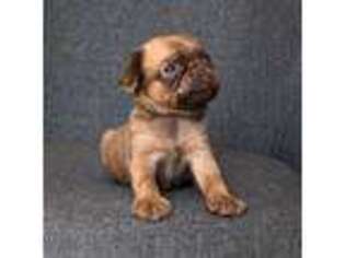 Brussels Griffon Puppy for sale in Easthampton, MA, USA