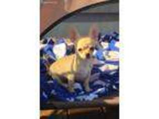 Chihuahua Puppy for sale in Saint Charles, MO, USA