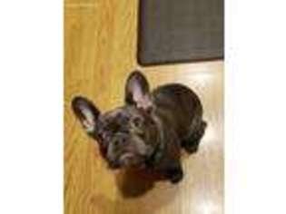 French Bulldog Puppy for sale in Mentone, IN, USA