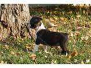Boston Terrier Puppy for sale in Milford, NE, USA