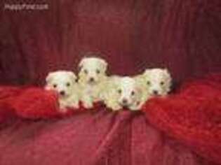 Maltese Puppy for sale in Andrews, SC, USA