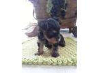 Yorkshire Terrier Puppy for sale in Crowley, TX, USA