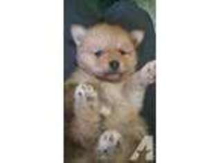 Pomeranian Puppy for sale in ELMORE, OH, USA