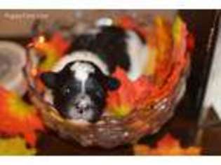 Havanese Puppy for sale in Bellwood, NE, USA