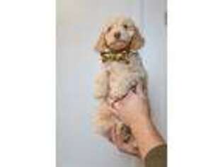 Goldendoodle Puppy for sale in Harrodsburg, KY, USA