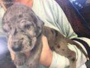 Great Dane Puppy for sale in New Albany, IN, USA