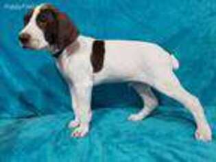 German Shorthaired Pointer Puppy for sale in Check, VA, USA