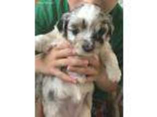 Mutt Puppy for sale in Noblesville, IN, USA