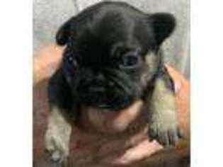 French Bulldog Puppy for sale in Montpelier, OH, USA