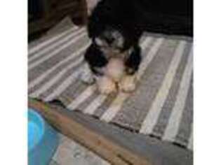 Havanese Puppy for sale in Azle, TX, USA