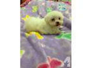 Maltese Puppy for sale in LIVINGSTON, TX, USA