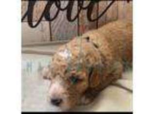 Mutt Puppy for sale in Brooklyn, MS, USA