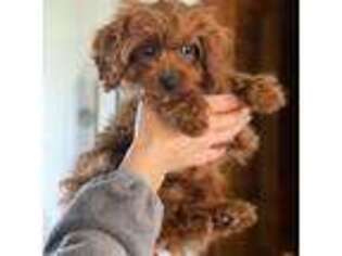 Cavapoo Puppy for sale in Levittown, PA, USA