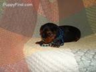 Yorkshire Terrier Puppy for sale in Dongola, IL, USA