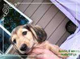 Dachshund Puppy for sale in BEAVERTON, OR, USA