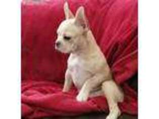 French Bulldog Puppy for sale in Farmville, VA, USA