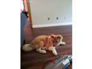 Akita Puppy for sale in Morehead, KY, USA