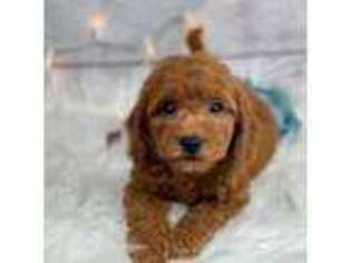 Cavapoo Puppy for sale in Houston, TX, USA