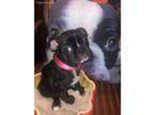 Mutt Puppy for sale in Willmar, MN, USA