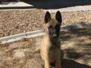 Belgian Malinois Puppy for sale in Henderson, NV, USA