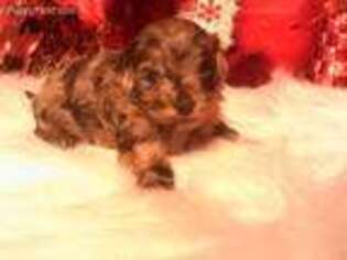 Poovanese Puppy for sale in Portville, NY, USA