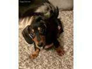 Dachshund Puppy for sale in Shadyside, OH, USA