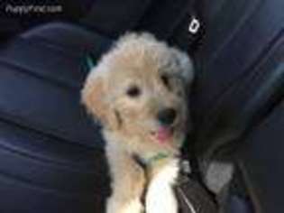 Goldendoodle Puppy for sale in Bethesda, MD, USA