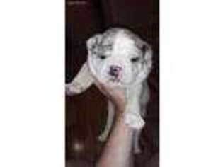 Mutt Puppy for sale in Hector, AR, USA